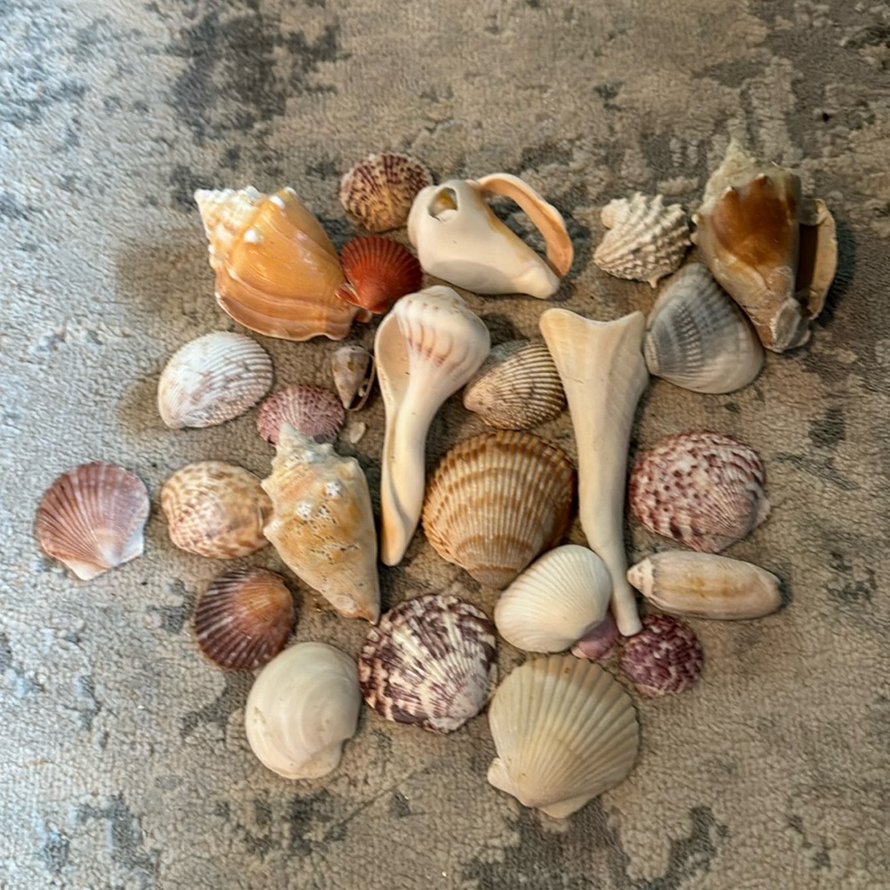 -24 *Assorted Shells for Arts and Crafts Projects or home decor.